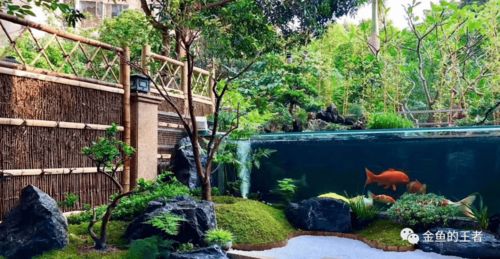 天津大盛潘六叔國壽精品錦鯉與專業(yè)魚糧 秋冬季養(yǎng)護指南